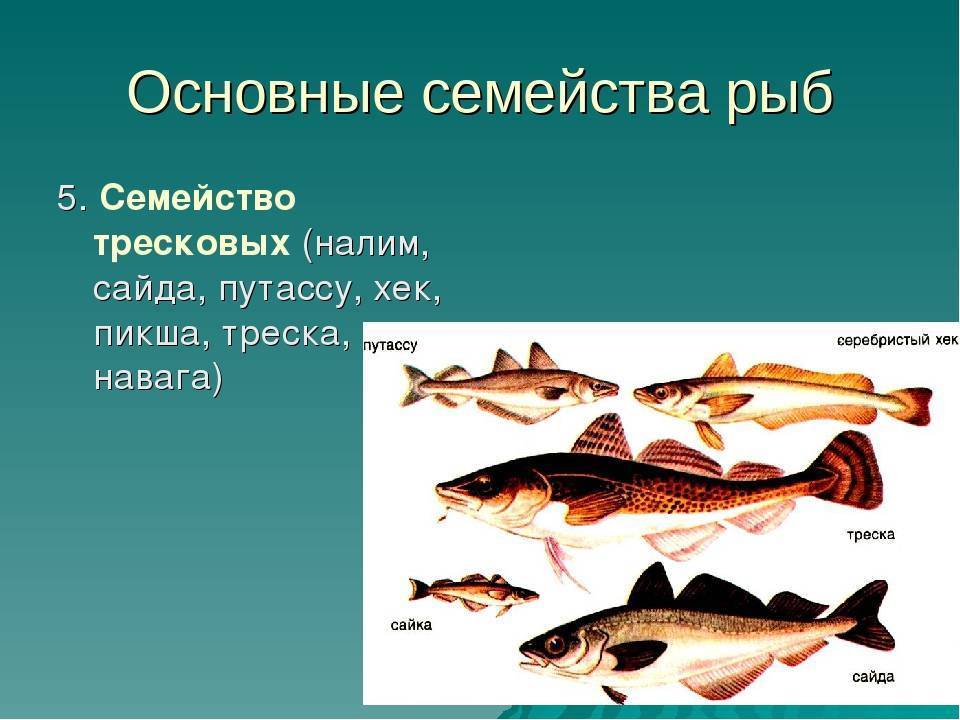 Семейство тресковых рыб список с фото