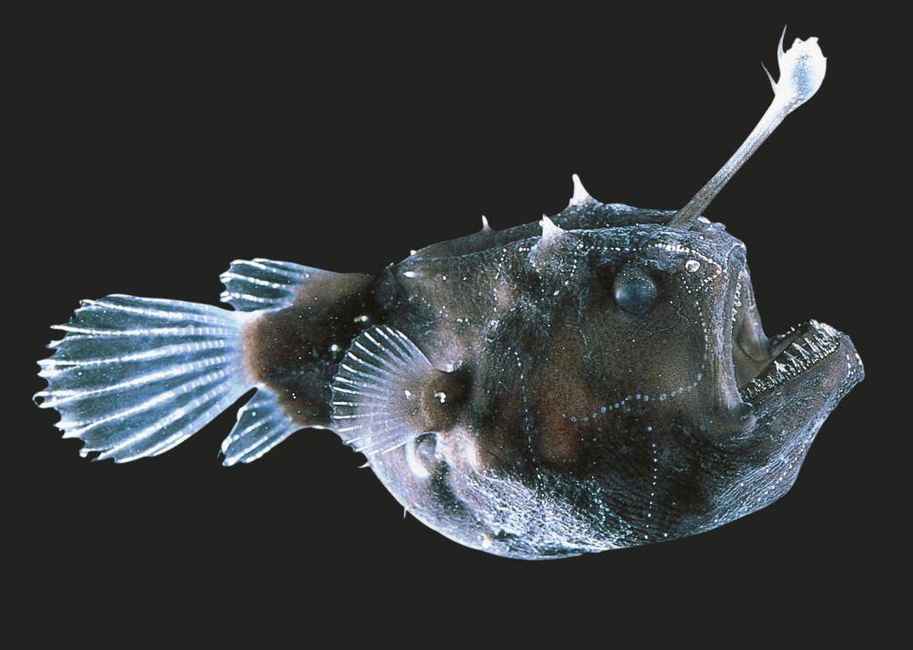 Рыба-фонарь или морской черт — описание и характеристика