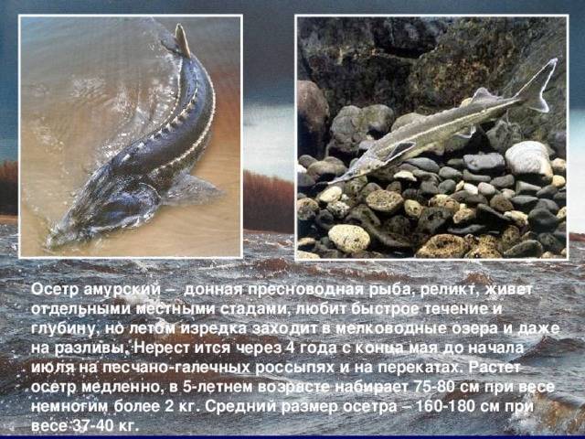 Сом: рыба сом фото и описание, виды, нерест, способы ловли, образ жизни, приманки, снасти на сома