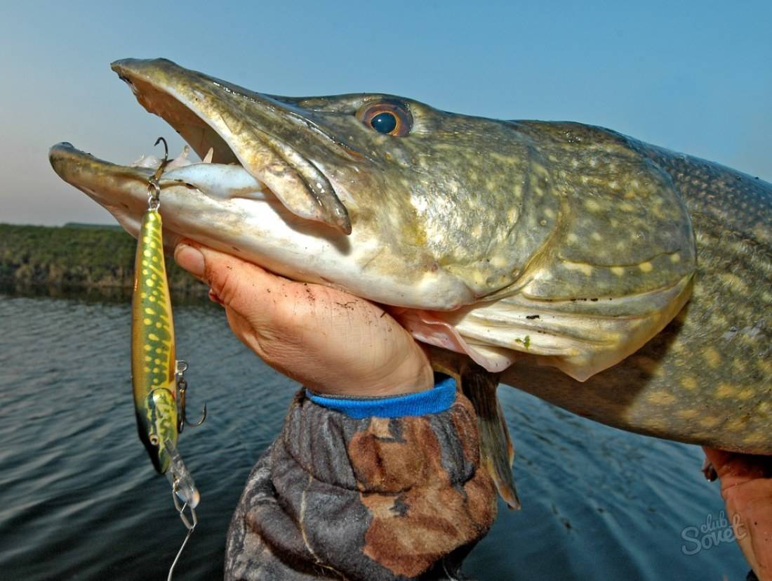 Все статьи о рыбалке в новосибирске и нсо