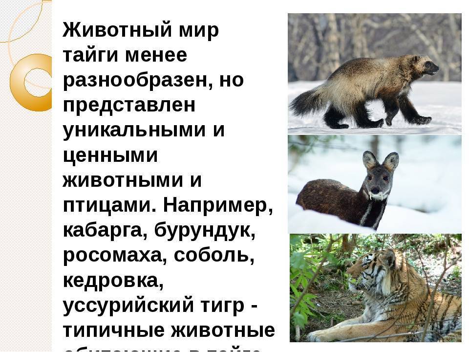 Тайга | животный мир россии