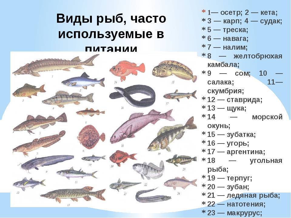 Список рыб по алфавиту