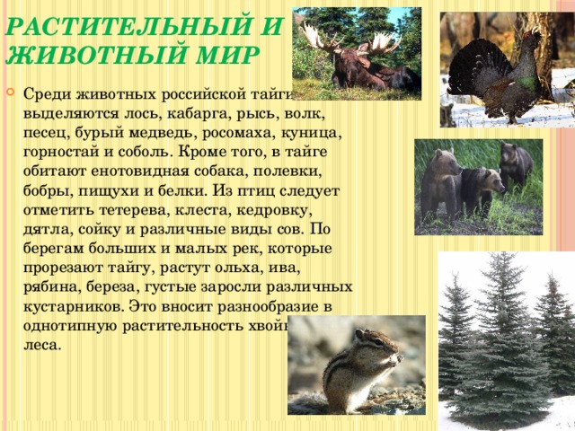 Описание и особенности животных, обитающих в тайге россии