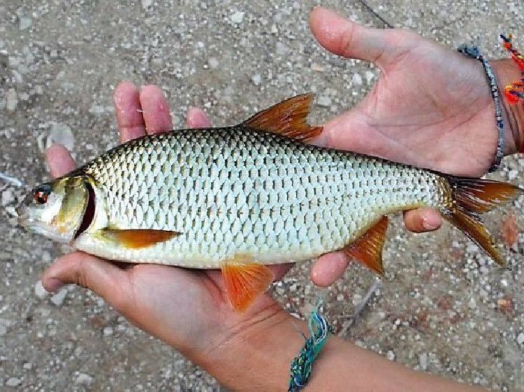 Рыба сорожка фото и описание где водится