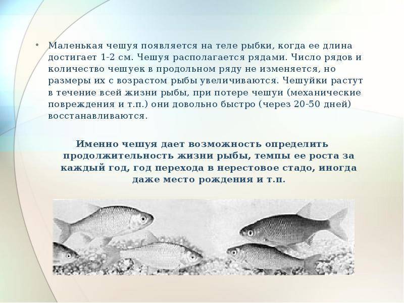 Рыбы без чешуи. названия описания и виды рыб без чешуи