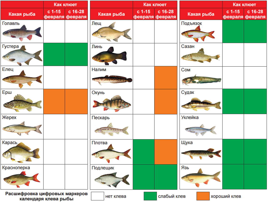 Когда можно ловить щуку на спиннинг. Таблица рыболова. Какая рыба когда будет клевать. Таблица зимних рыбалок. Какая рыба на что клюет.