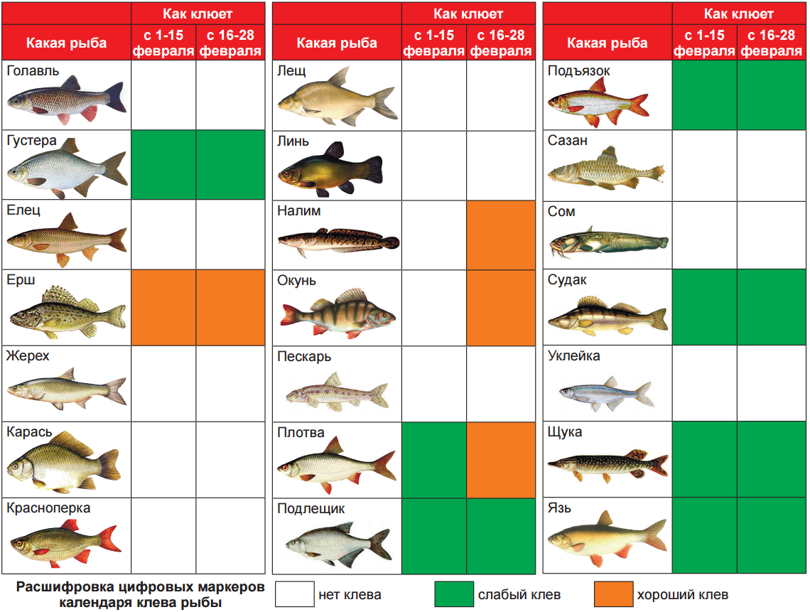 Рыбы какие дни. Календарь рыболова. Таблица рыболова. Рыба клевать будет. Период клева щуки.