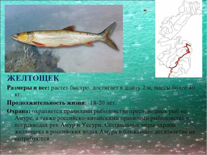 Рыба «желтощёк» фото и описание