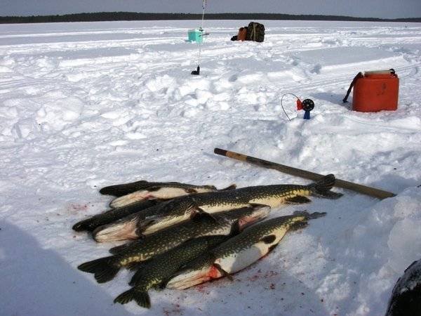Рыбалка на припяти — лучшие места для платной ловли на реке в беларуси