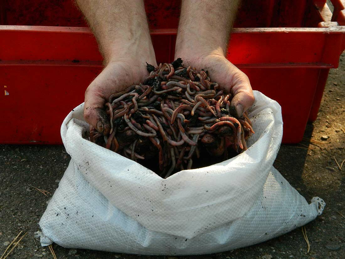 Как хранить дома червей для рыбалки: хранение дождевого червя в домашних условиях, как правильно сохранить в холодильнике