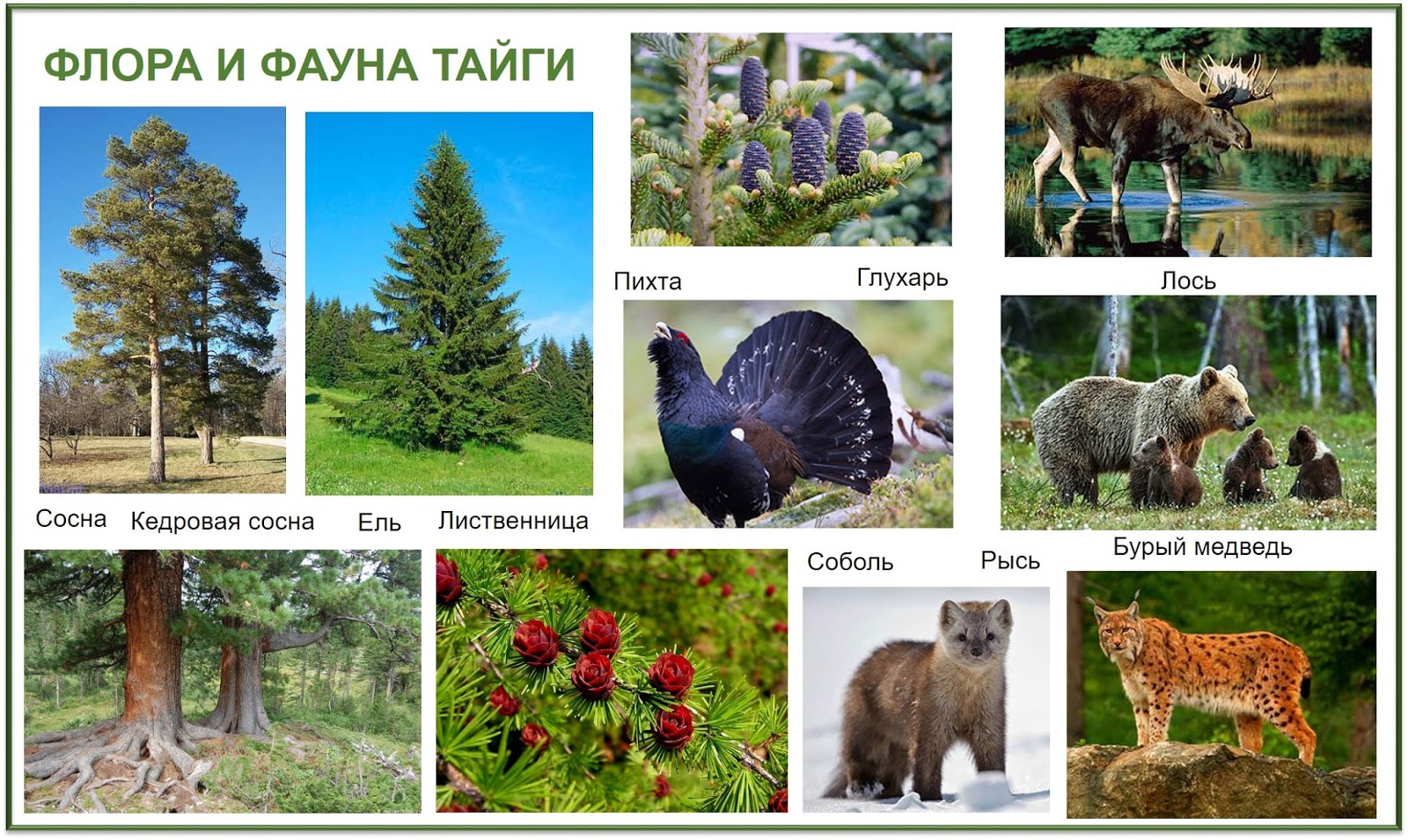 Животные и птицы в тайге россии: список, характеристика, описание, фото