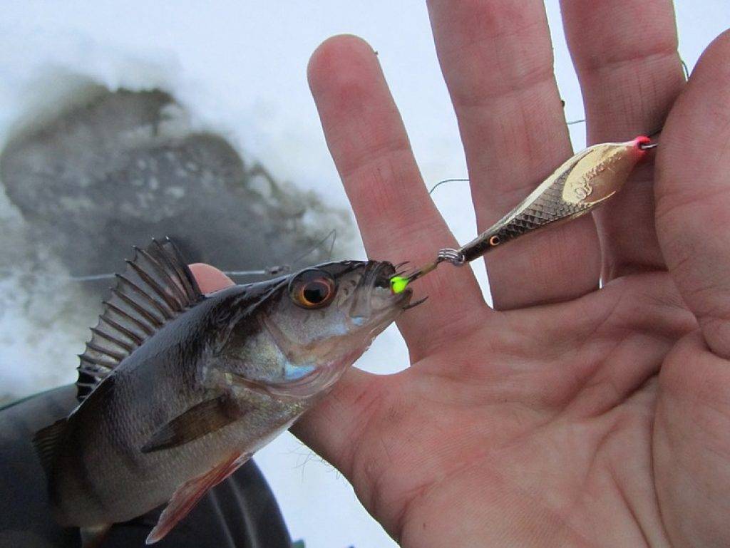 Как ловить окуня на спиннинг: секреты и тонкости рыбалки