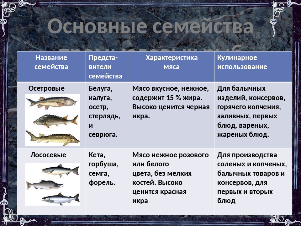 Палтус рыба. образ жизни и среда обитания рыбы палтус | животный мир