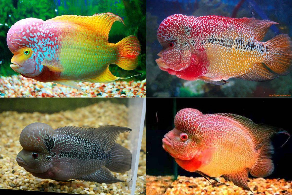 Фловер хорн (аквариумная рыбка цихлазома): содержание, уход, размножение, совместимость, кормление, фото, описание