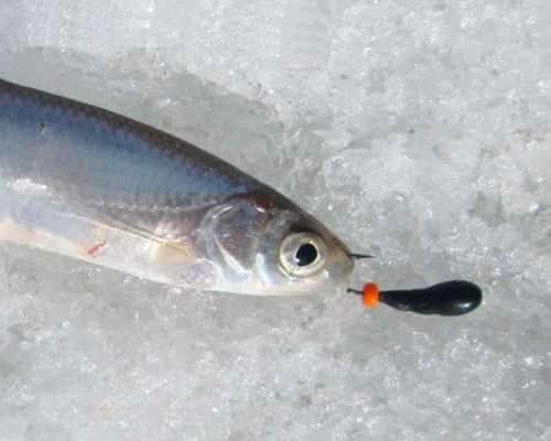 Зимняя рыбалка: на что ловить рыбу зимой: лайфхаки