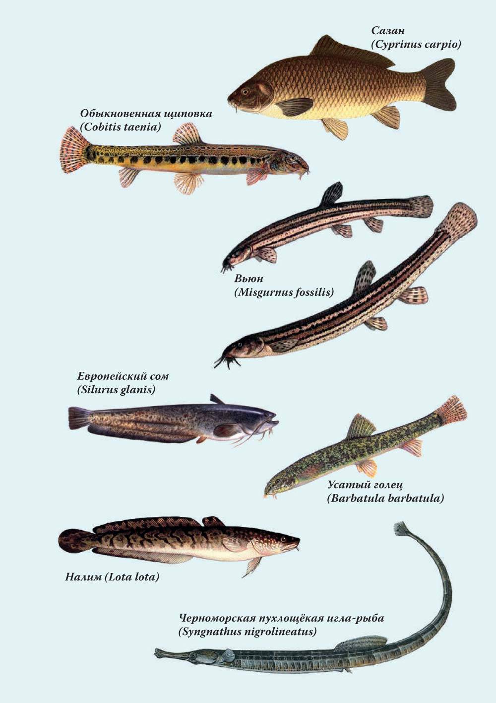 Рыба голец: характеристика, обитание, виды, польза и вред, стоимость