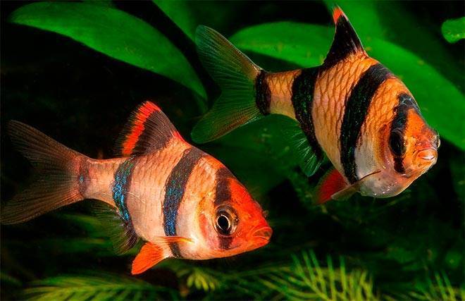 Совместимость суматранского барбуса с другими рыбами: с кем хорошо уживается, а с кем нельзя содержать в одном аквариуме