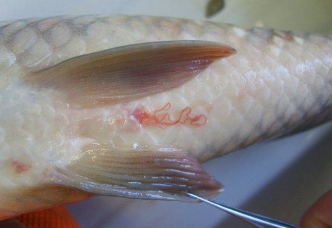 Как выглядит солитер в сушеной рыбе - здоровыесоветы