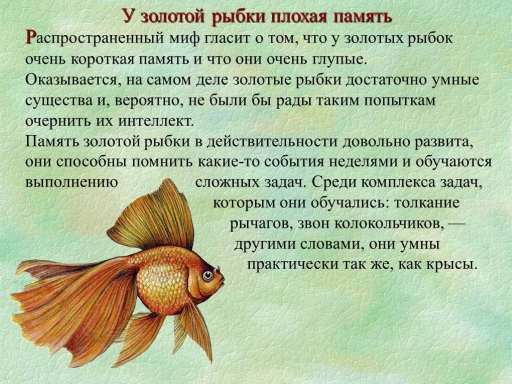 Какая память у рыб? Эксперементы и различия в видах