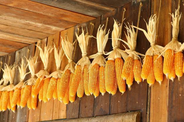 Учимся готовить дома злаковое растение вкусно: сколько варить кукурузу в кастрюле?
