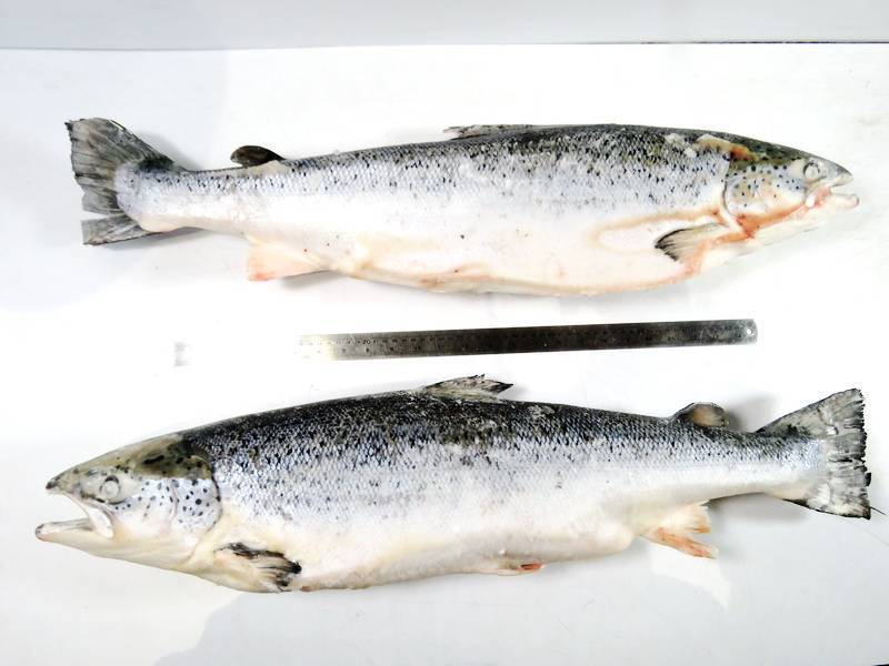 Форель севанская фото и описание – каталог рыб, смотреть онлайн