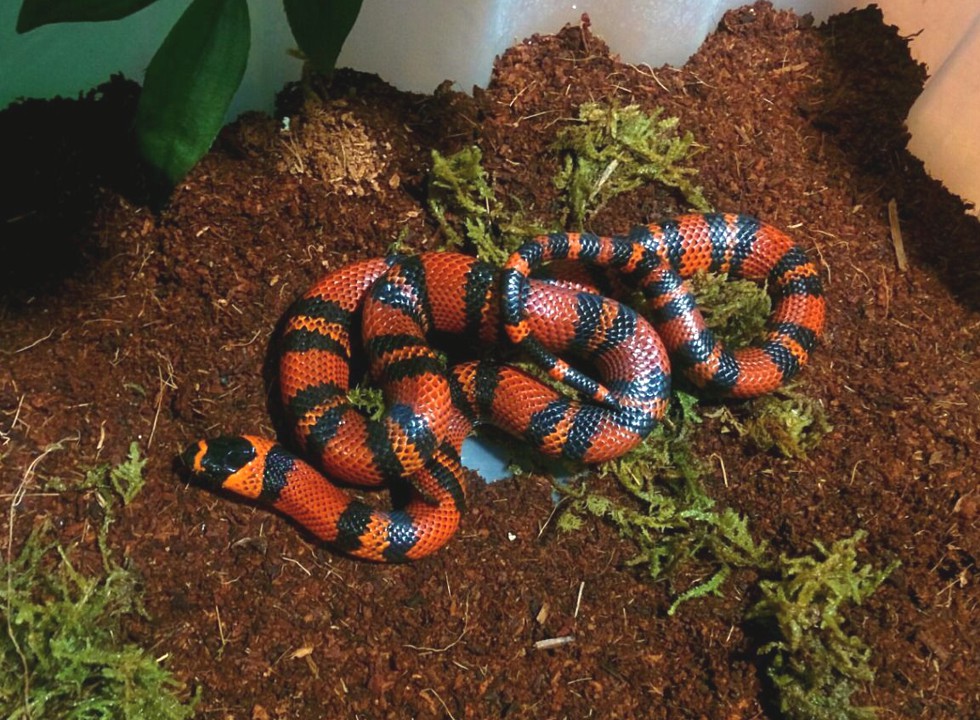 Королевская или молочная змея — описание вида и фото