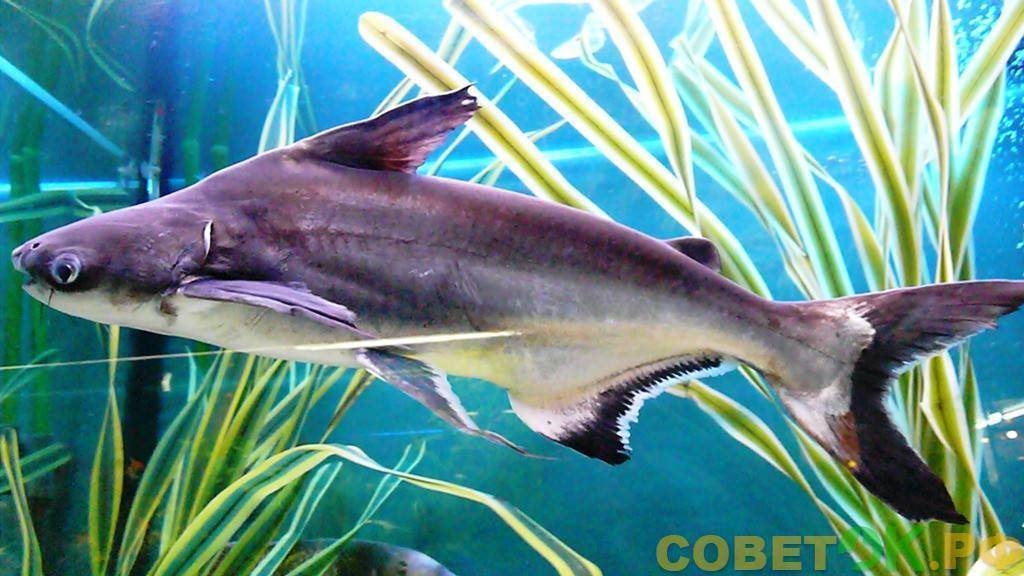Акулий сом пангасиус содержание в аквариуме