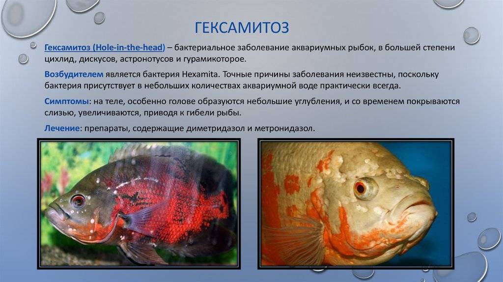 Болезни цихлид: внешние признаки и лечение - ribulki.ru