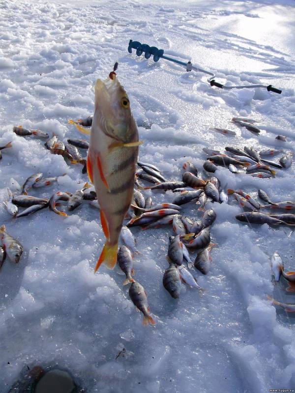 Ловля окуней на озере. Рыбалка зимой. Окунь зимой. Мормышки на окуня для зимней рыбалки. Рыбалка зимой на окуня на мормышку.