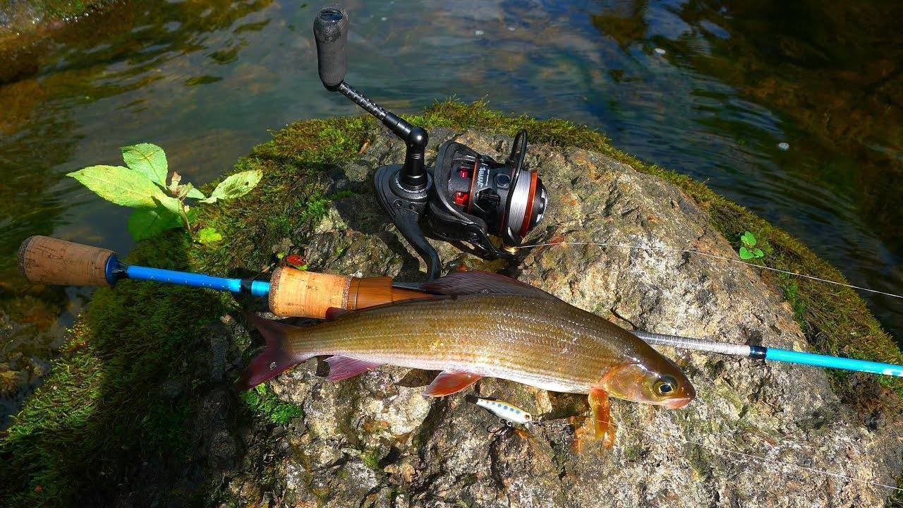 Рыбалка на амуре: какая рыба ловиться в разные сезоны