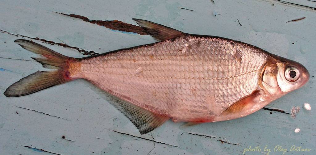 ᐉ описание рыбы сопы (белоглазки), поведение и способы ловли - ✅ ribalka-snasti.ru