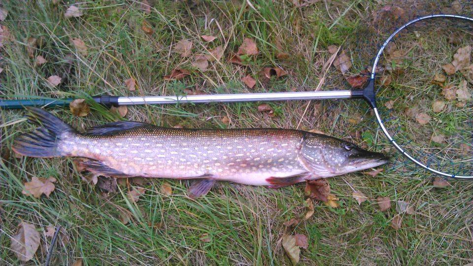 Как правильно брать щуку руками и вытаскивать её из воды без подсака