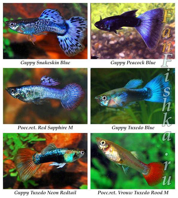 Рыбки Гуппи: особенности содержания и разведения