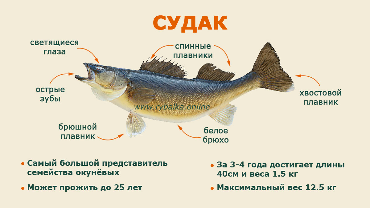 Судак: образ жизни рыбы, ловля, разведение и выращивание
