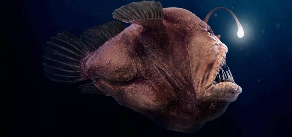 Морской черт: как выглядит рыба европейский удильщик, где она обитает и чем питается