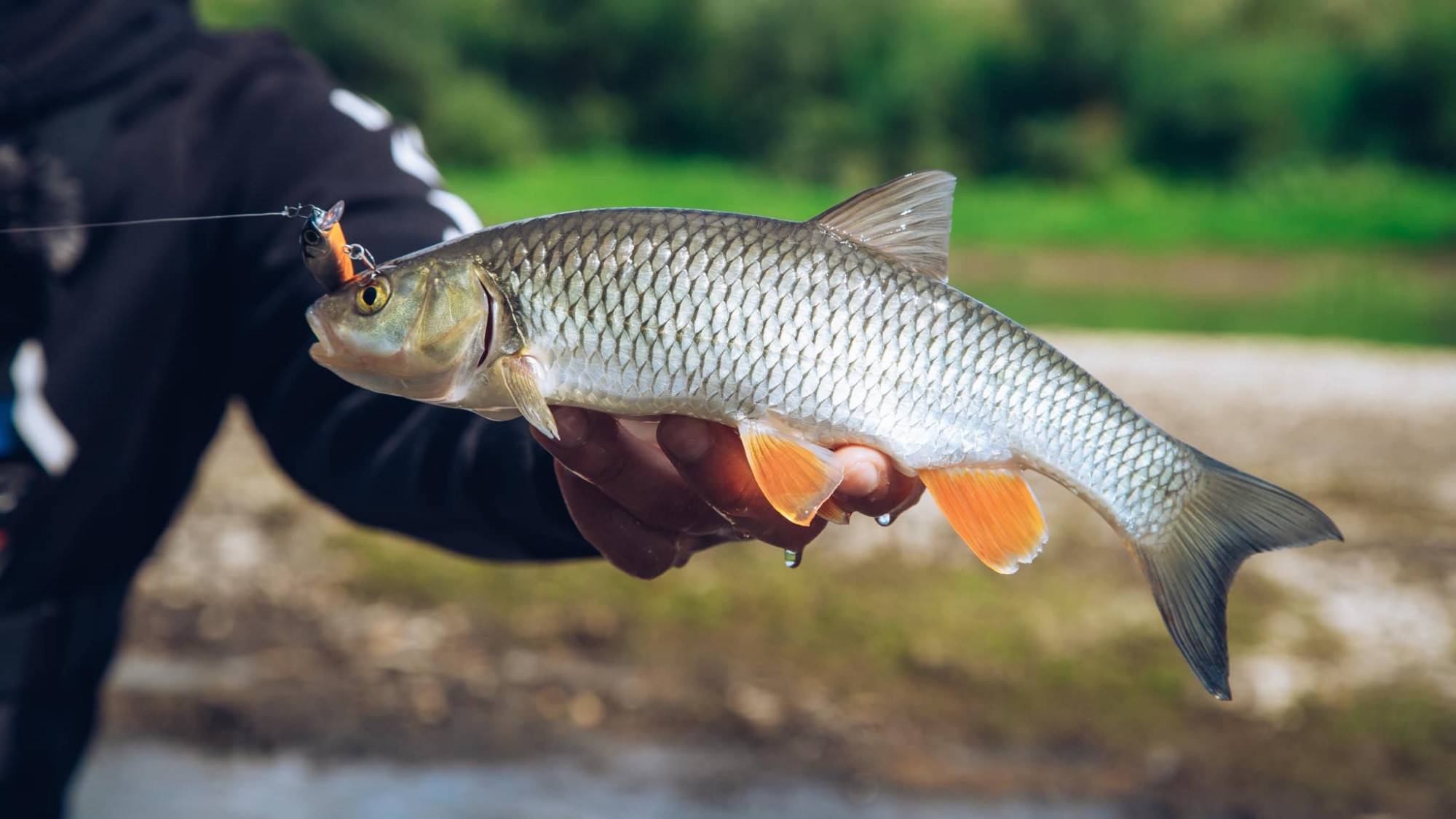 Где водится голавль. Афипский голавль. Голавль Squalius cephalus. Белоперый голавль. Жерех и голавль.