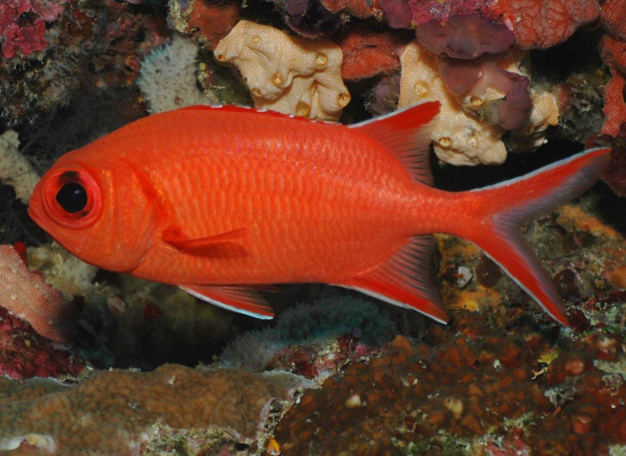 Белорыбица: фото, что это за рыба, описание, каким цветом мясо
