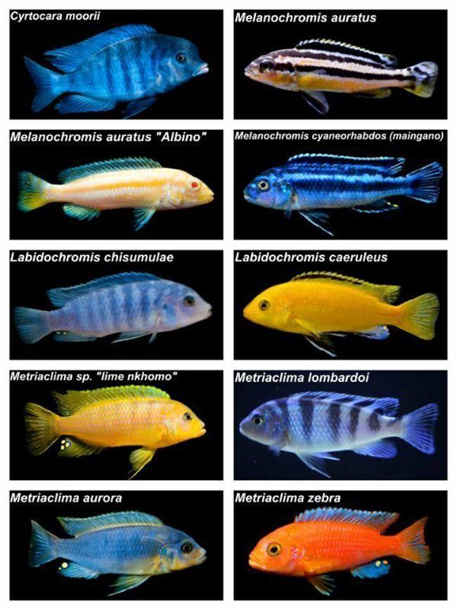 Цихлиды аквариумные: виды и содержание