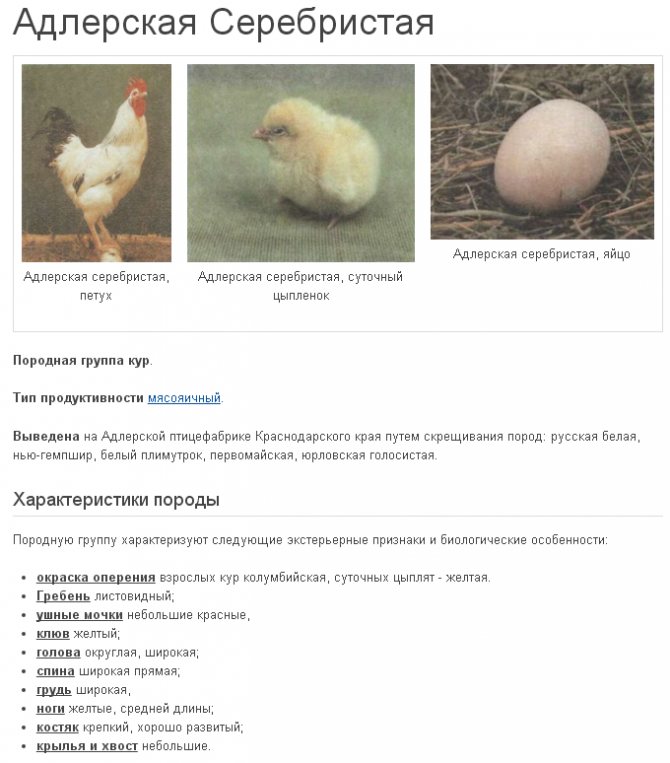 О породе кур супер ник: описание и характеристика, как отличить пол цыпленка