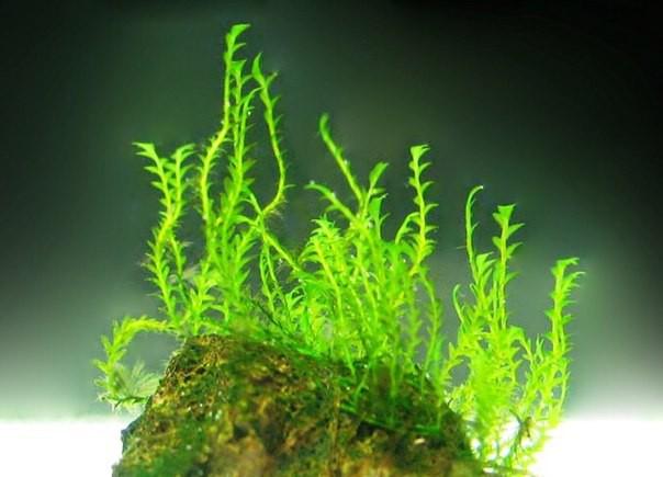 Неприхотливые аквариумные растения: подводный сад без проблем