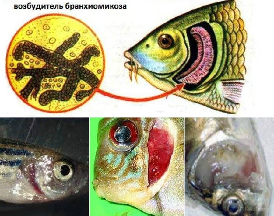 Самые популярные заболевания аквариумных рыбок