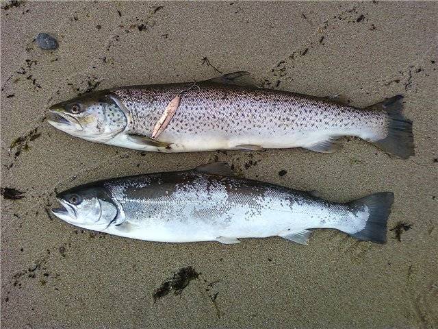 Рыба лосось атлантический или семга: как выглядит и где водится семга или дикий лосось salmon