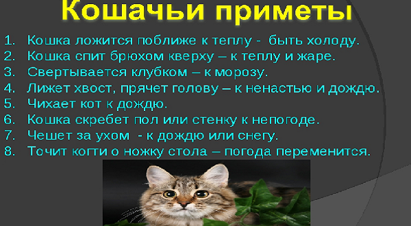 Кошка в доме приметы и поверья