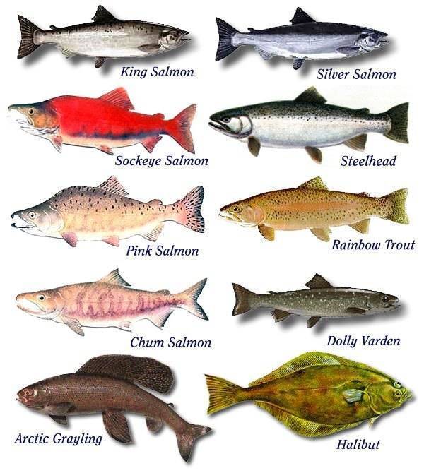 Белая рыба: виды, названия с фото, особенности и полезные свойства