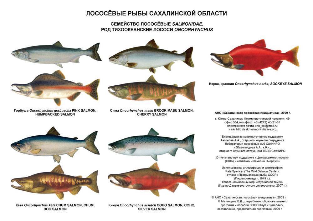 Рыба форель: виды, описание, места обитания
