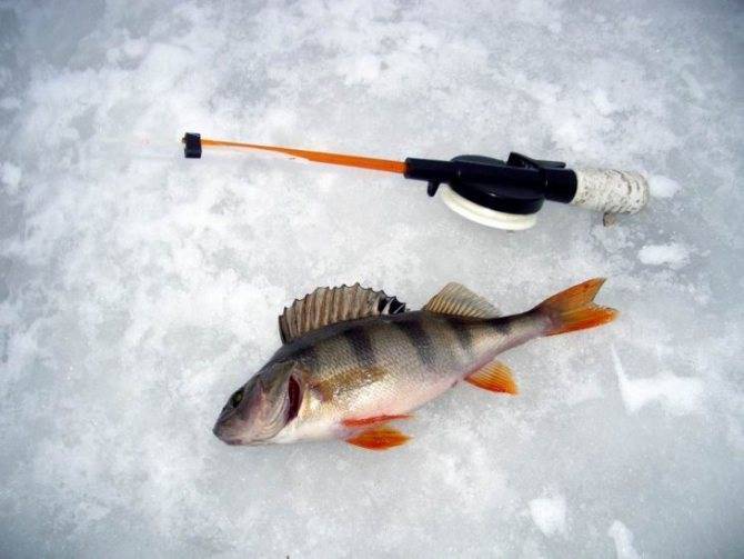 Как ловить окуня зимой — самые уловистые снасти и приманки для ловли окуня зимой — рыбалка отдых для души