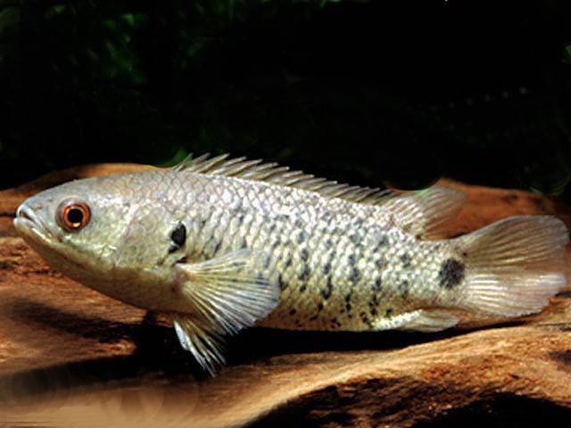 Анабас или рыба-ползун (anabas testudineus)
