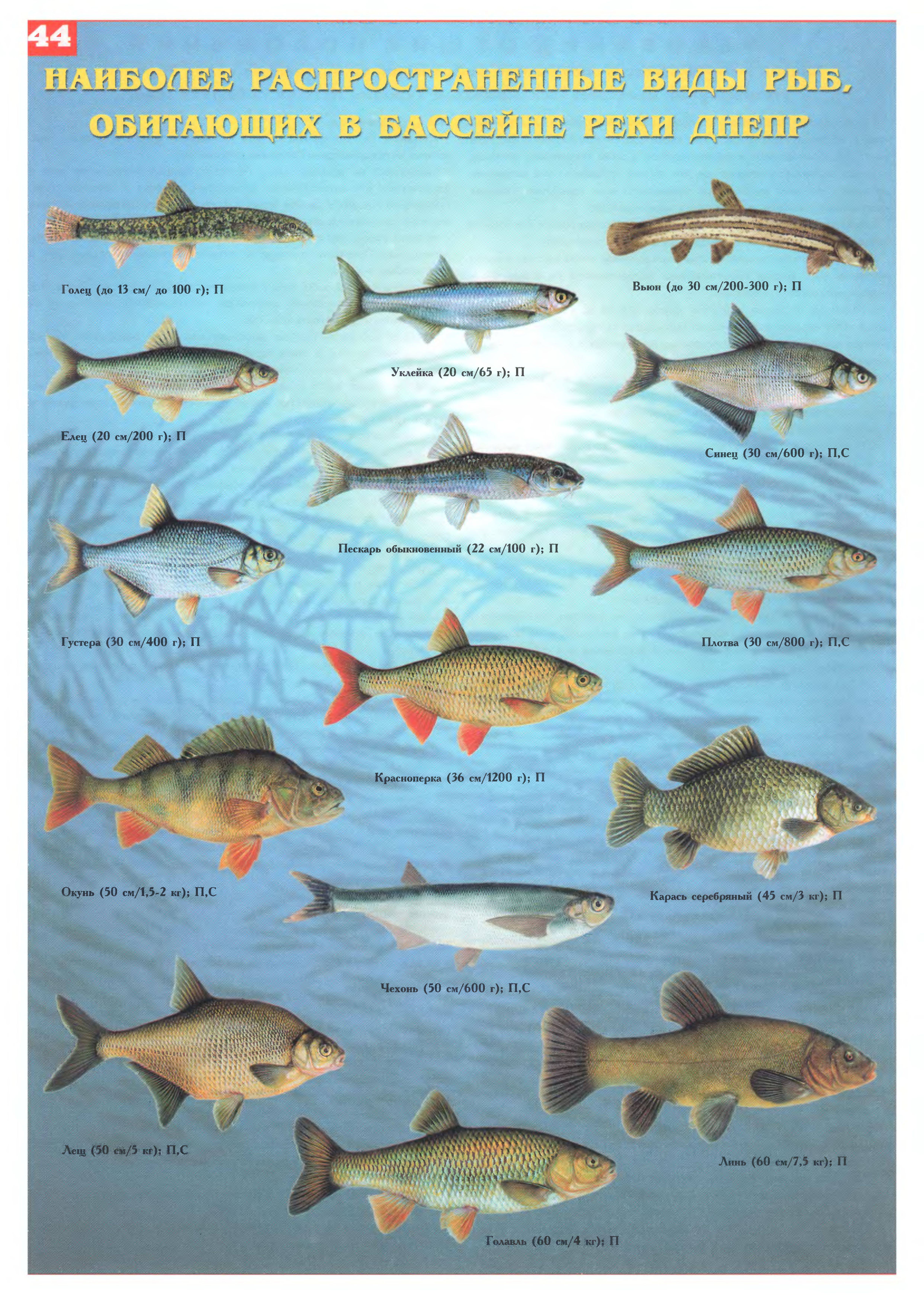 Рыбы фото с названиями речные россии