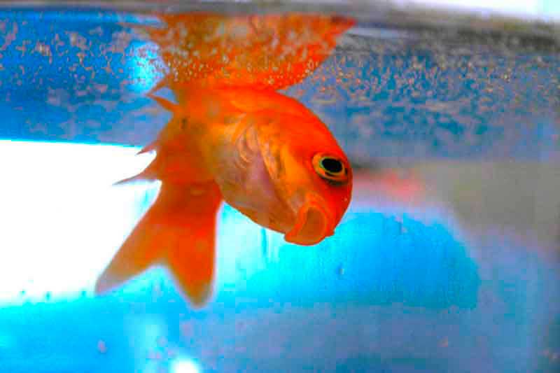 Почему рыбка петушок лежит на дне аквариума и что делать, если не ест