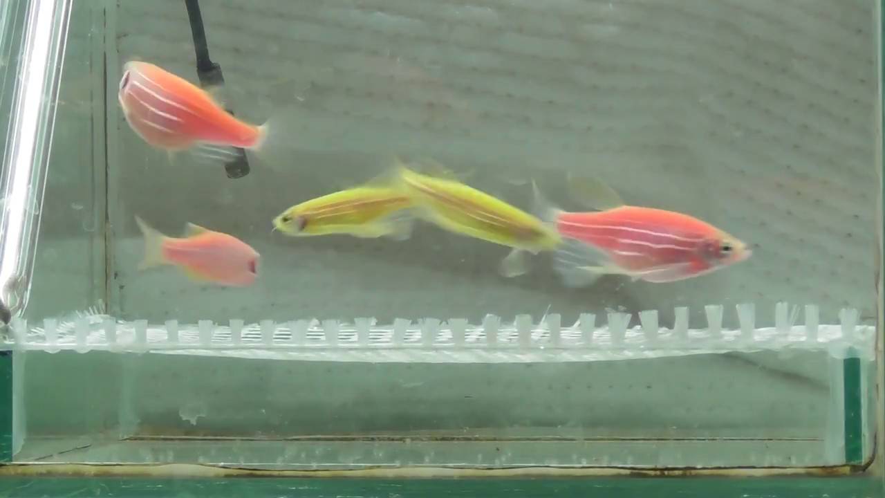 Размножение данио (рерио, розовый) в домашних условиях в общем аквариуме и нерестилище: описание, уход, видео, фото